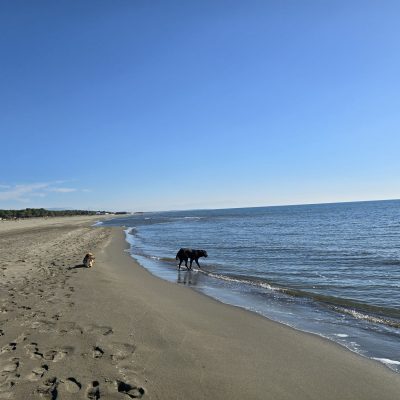 Hunde am strand